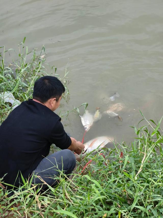 露营+遛娃+钓鱼一站式搞定免费周末好去处！电子pg游戏广州又多一个“原生态”河畔公园(图7)