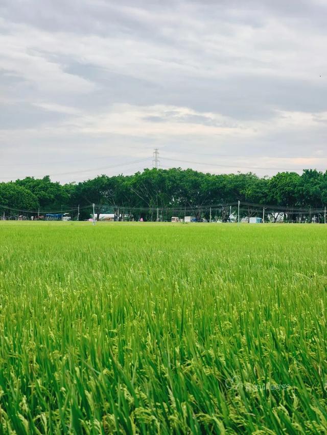 露营+遛娃+钓鱼一站式搞定免费周末好去处！电子pg游戏广州又多一个“原生态”河畔公园(图14)